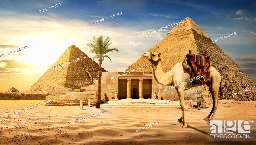 Stock Photo: Camel near entrance to pyramid of Cheops.