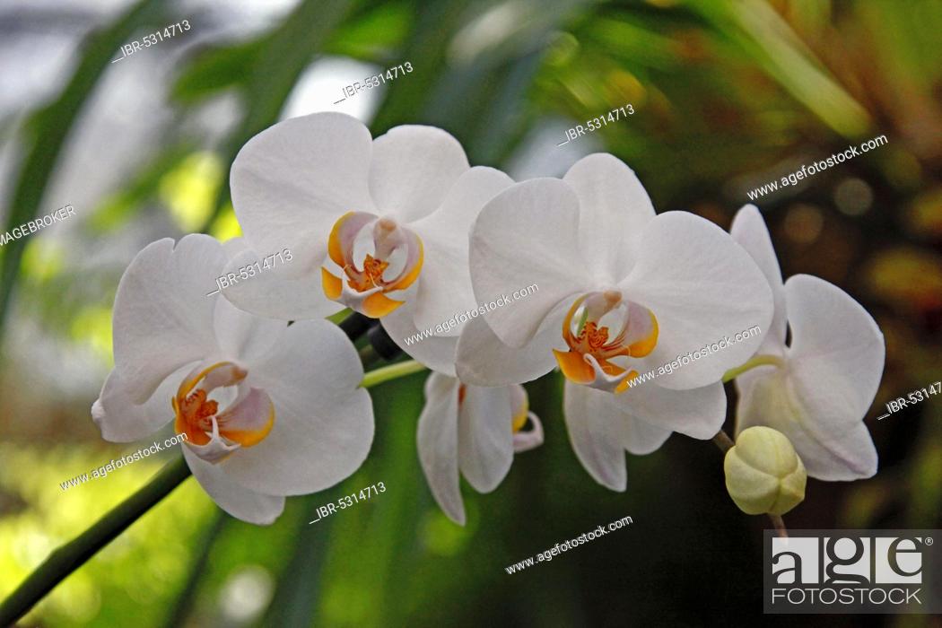Stock Photo: Orchid (Phalaenopsis Hybrid).