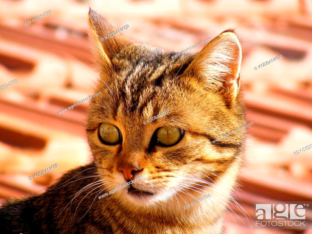 Cat pictures, cat eyes, pictures of the most beautiful cat eyes, cute cat  innocent cat pictures, Stock Photo, Picture And Low Budget Royalty Free  Image. Pic. ESY-052994788 | agefotostock