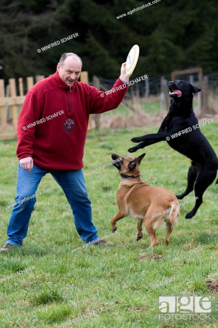 Stock Photo: Man playing with two dogs.