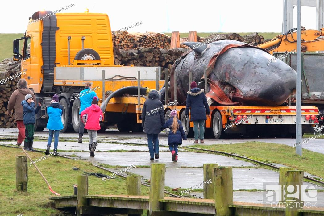 Stock Photo: A dead sperm whale that was found beached off the coast of Buesum is moved from the port of Meldorf, Germany, 06 February 2016.