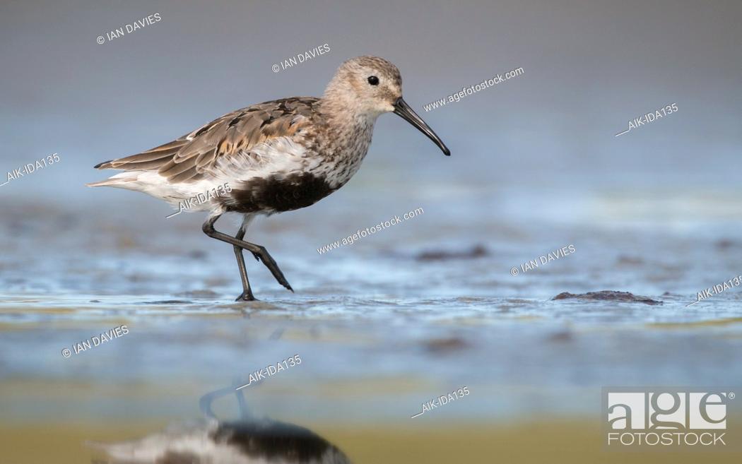 Stock Photo: American Dunlin (Calidris alpina hudsonia) during autumn migration on Plymouth Beach, Massachusetts in the United States.