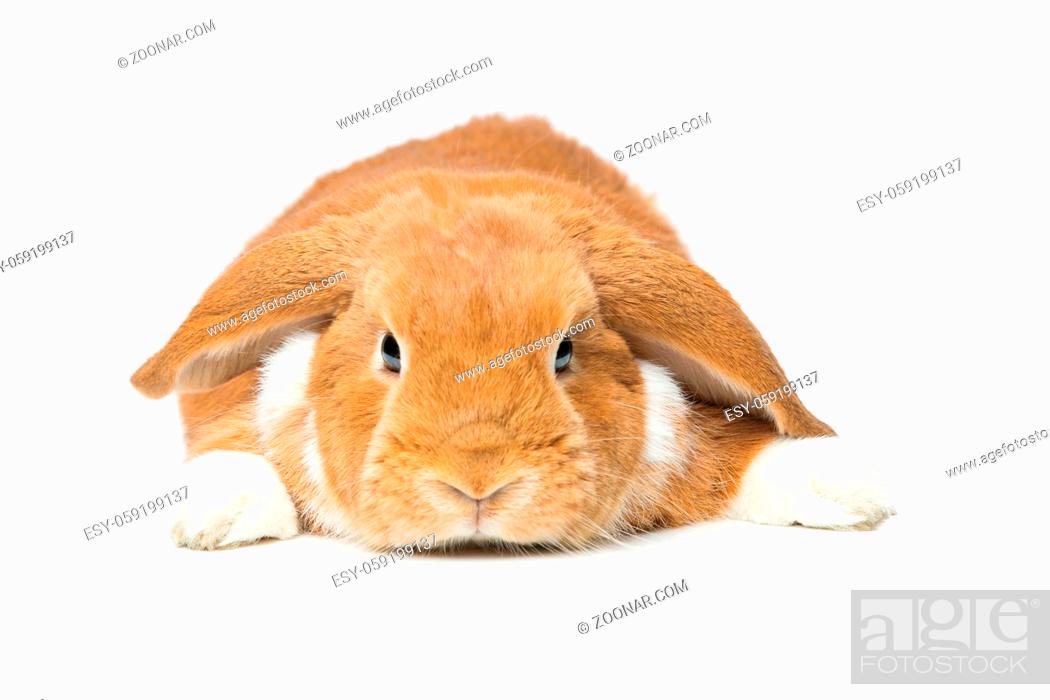 Stock Photo: Adorable red domestic lop-eared rabbit isolated over white background. Copy space.