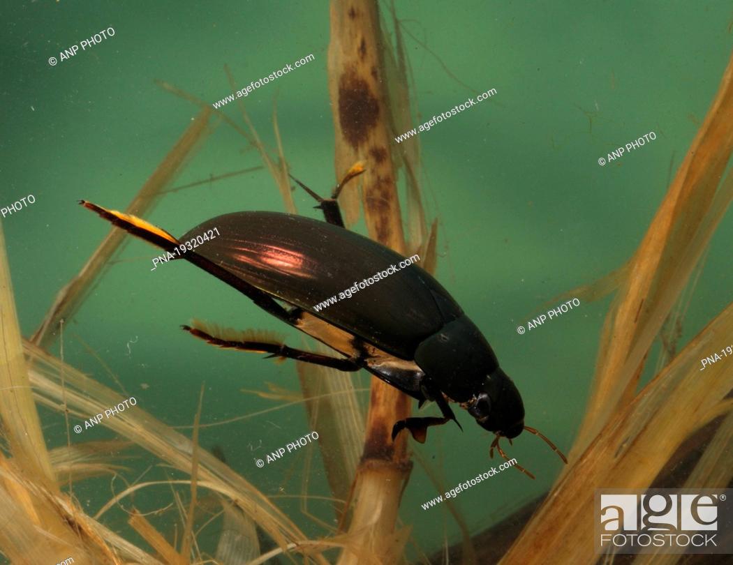Stock Photo: Great Silver Water Beetle Hydrophilus piceus - Nuenen, Campine, North Brabant, The Netherlands, Holland, Europe.
