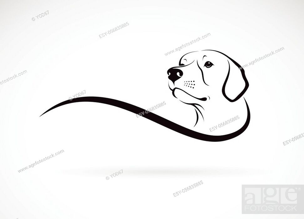 Vector of a dog head(Labrador Retriever) on white background., Pet. Animals,  Stock Vector, Vector And Low Budget Royalty Free Image. Pic. ESY-056835885  | agefotostock
