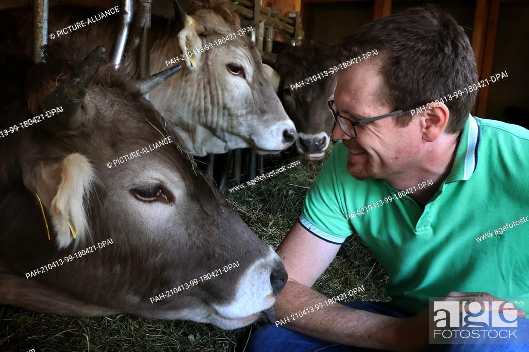 Stock Photo: 31 March 2021, Bavaria, Rettenberg: Sebastian Uhlemair squats in the stable with his oxen. On the farm, 15 oxen and a female young animal are kept ecologically.