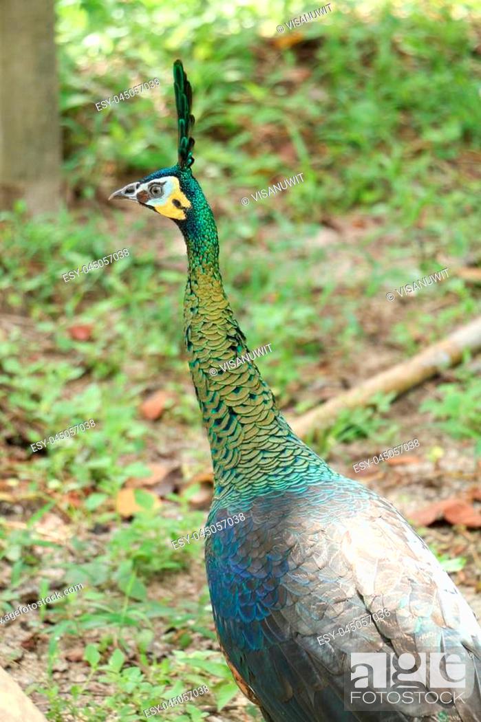 Stock Photo: Green peafowl are large birds, amongst the largest living galliforms in terms of overall size.