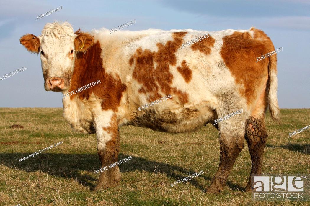 Stock Photo: England, East Sussex, South Downs, Cattle, Cow Grazing in the fields.