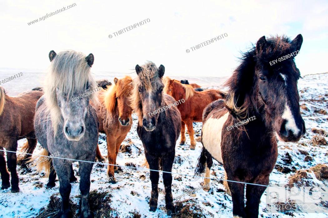 Stock Photo: Beautiful icelandic horses in winter, Iceland.
