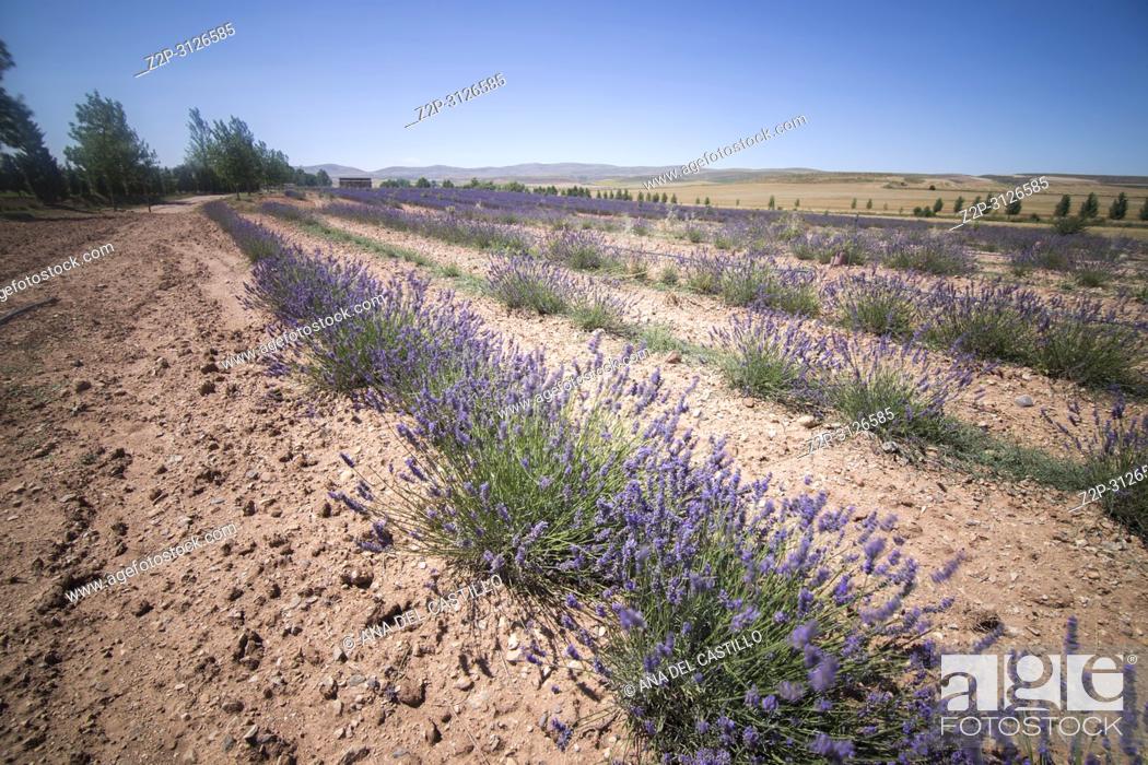 Imagen: Lavender plantation in El Pobo Teruel Aragon Spain.