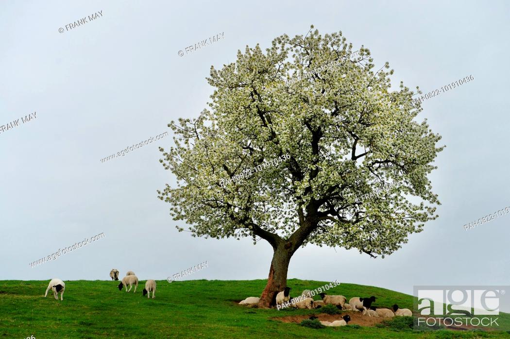 Stock Photo: A blossom tree, Germany, city of Ìhrde, 24. April 2018. Photo: Frank May | usage worldwide. - Ührde/Niedersachsen/Germany.
