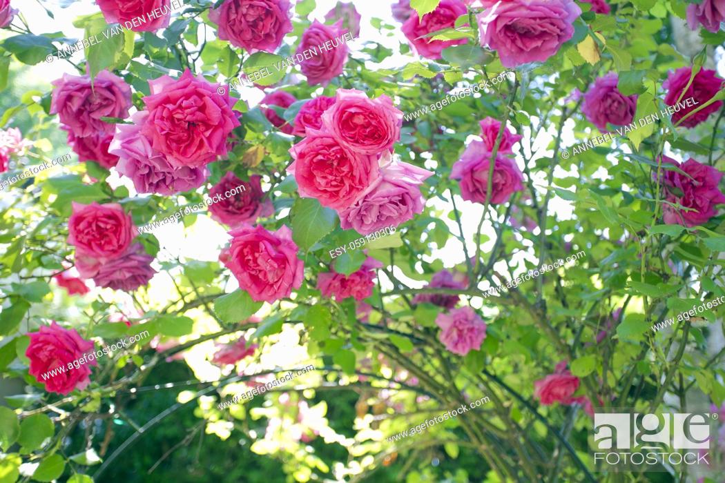 Stock Photo: field of pink roses Rosaceae against blue sky with green leafs in garden in the summer background texture romantic design copy space.