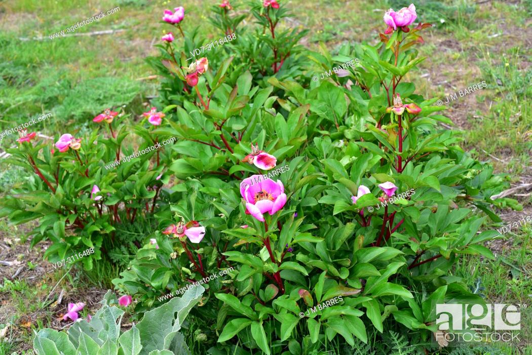 Stock Photo: Rosa alabardera (Paeonia broteri or Paeonia broteroi) is a perennial herb endemic to Spain and Portugal. This photo was taken in Arribes del Duero Natural Park.