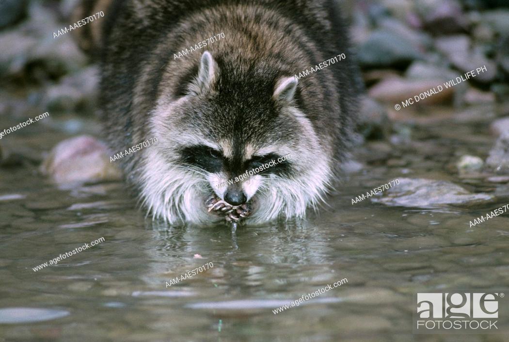 Raccoon washing food before eating, most of N. America, Stock Photo,  Picture And Rights Managed Image. Pic. AAM-AAES70170 | agefotostock