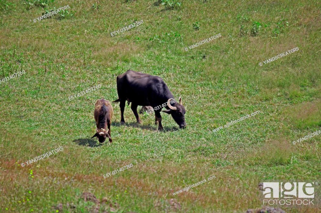 Stock Photo: Female Murrah buffalo and calf.
