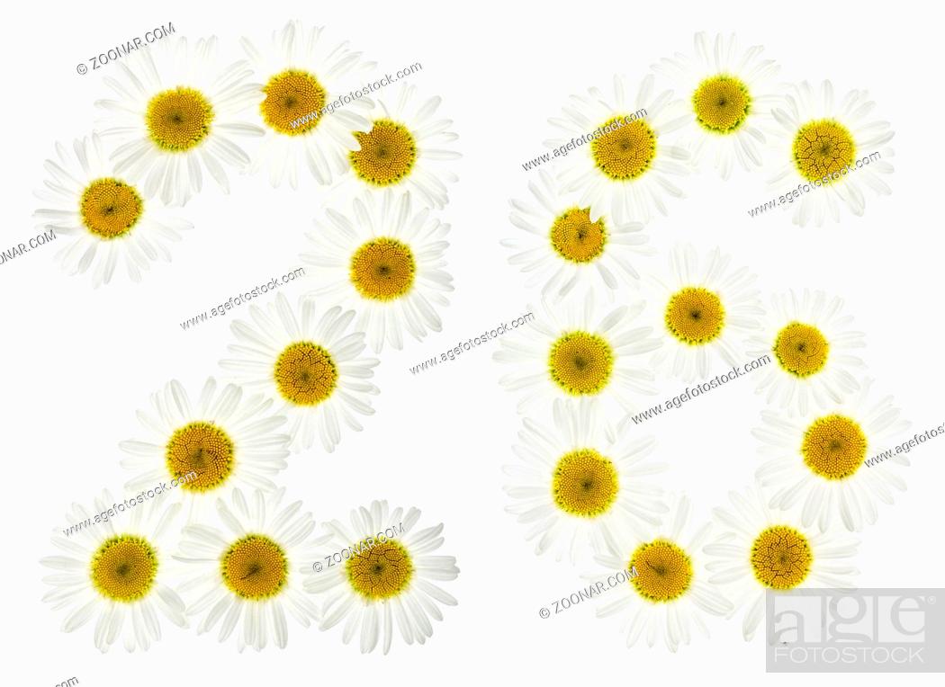 Imagen: Arabic numeral 26, twenty six, from white flowers of chamomile, isolated on white background.