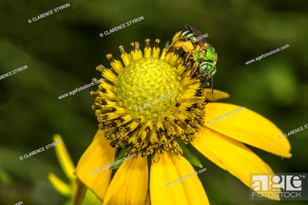 Stock Photo: Virescent Green Metallic Bee Agapostemon virescens Feeding on Cutleaf Daisy Engelmannia peristenia in Corolla, NC USA.