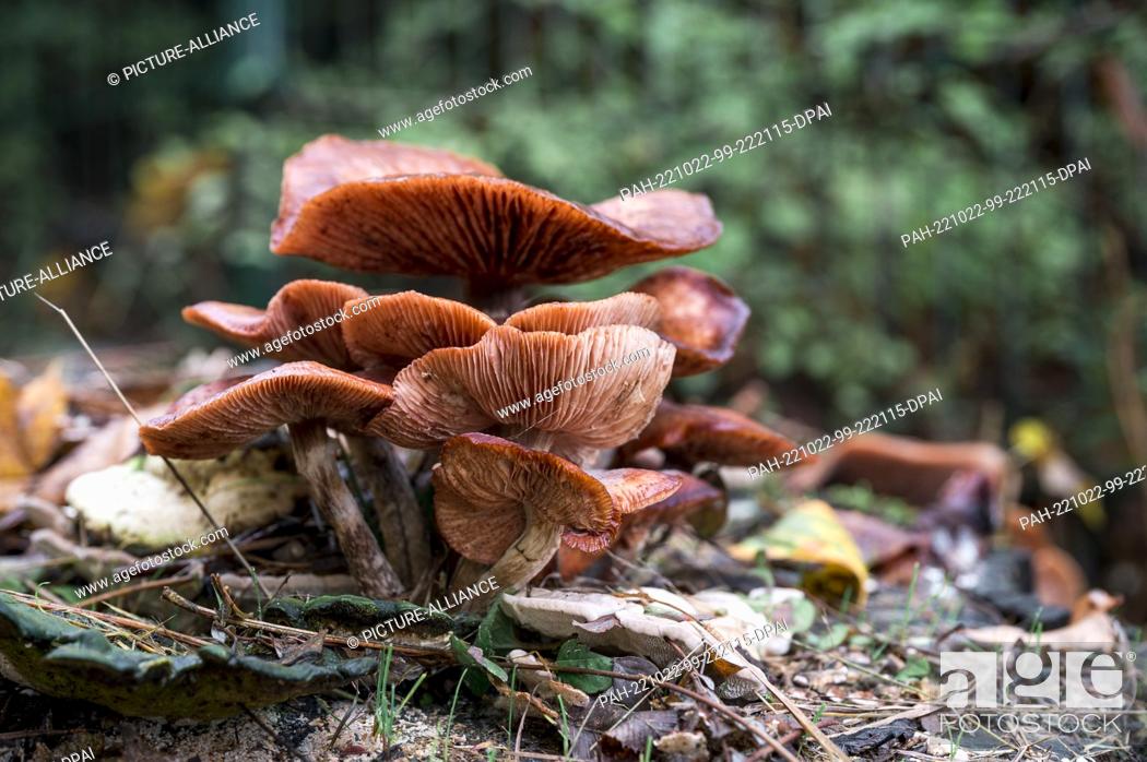 Stock Photo: 22 October 2022, Coburg: A mushroom grows on a tree stump. Photo: Daniel Vogl/dpa. - Coburg/Germany.