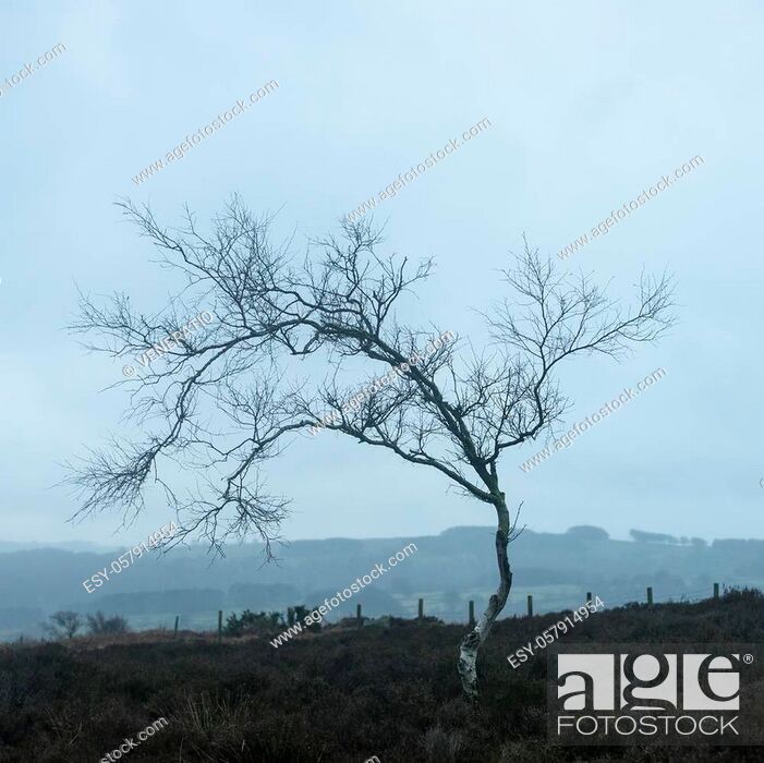 Stock Photo: Beautiful moody Winter landscape image of skeletal trees in Peak District in England against dramatic dark sky.