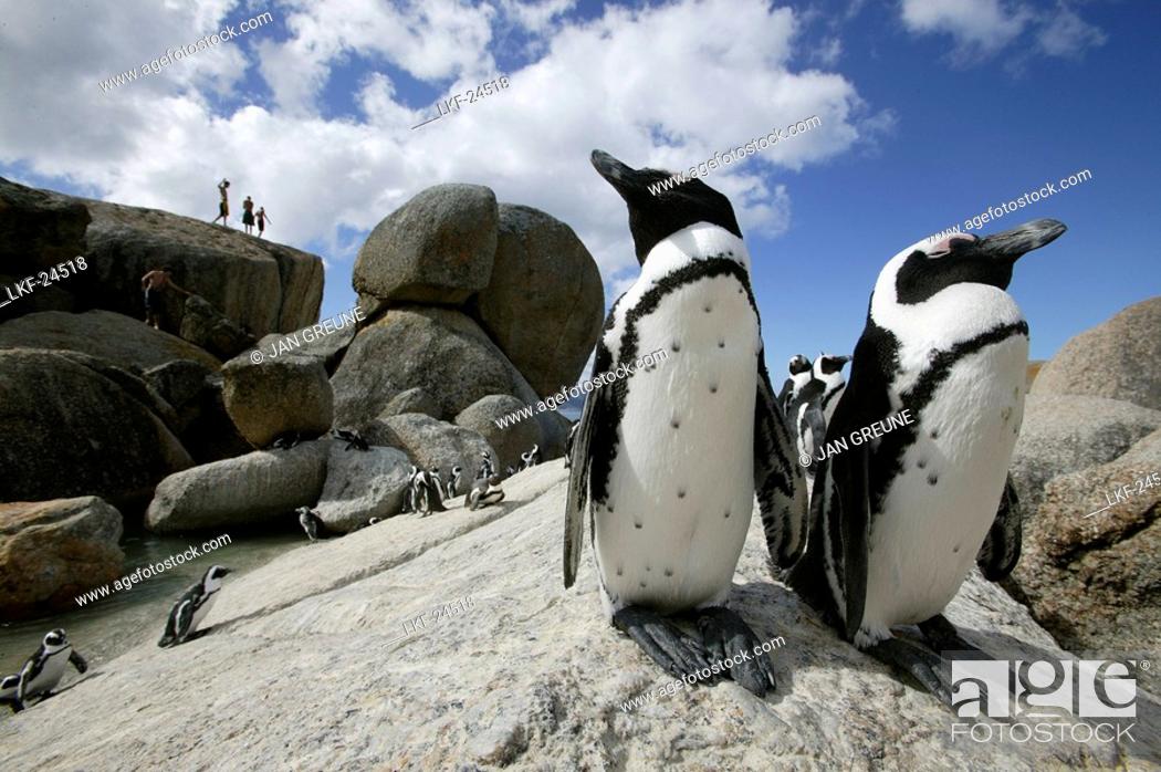 Stock Photo: Colony of african penguins, Boulder Beach near Simons Town, West Cape, South Africa.