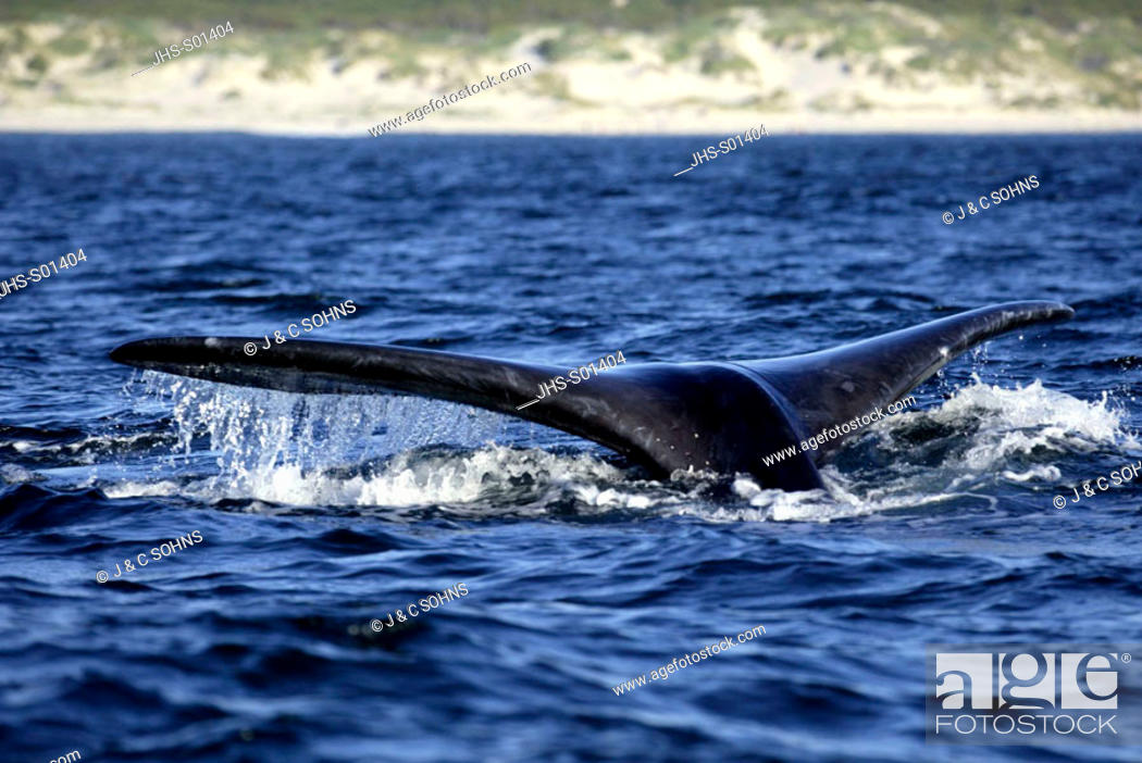 Stock Photo: Southern Right Whale Balaena glacialis Hermanus South Africa Africa.