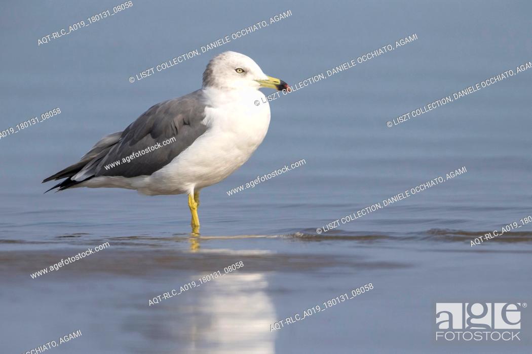 Stock Photo: Adult Black-tailed Gull non-breeding, Black-tailed Gull, Larus crassirostris.