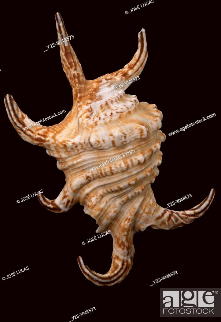 Stock Photo: Seashell of Arthritic spider conch (Harpago chiragra arthritica), Malacology collection, Spain, Europe.
