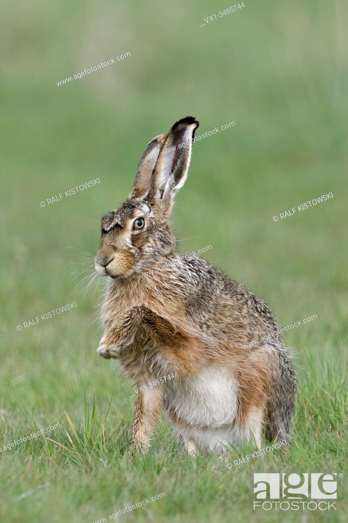 Stock Photo: Brown Hare / European Hare / Feldhase ( Lepus europaeus ), sitting in grass, showing its front paw, giving paw, looks funny, wildlife, Europe.