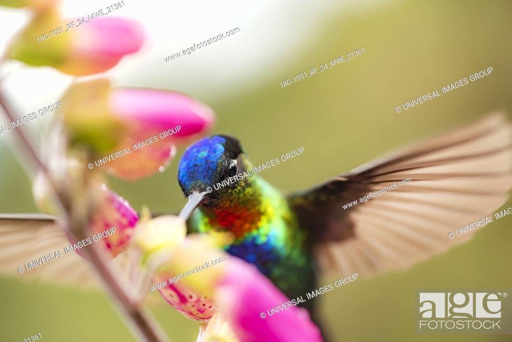 Stock Photo: Fiery-throated Hummingbird (Panterpe insignis), San Gerardo de Dota, San Jose Province, Costa Rica.