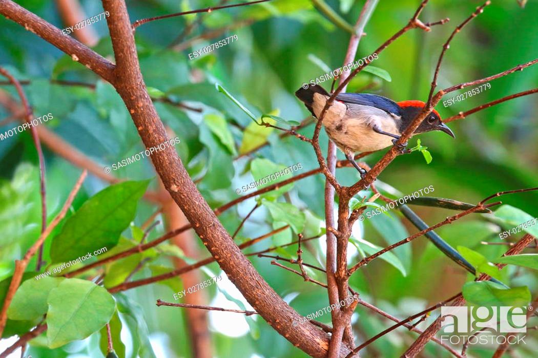 Stock Photo: The male Scarlet-backed Flowerpecker (Dicaeum cruentatum) perching on a branch during the summer in Thailand, Asia.