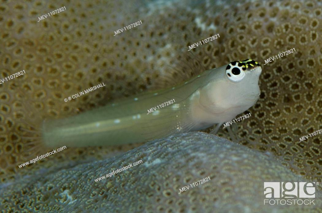Stock Photo: Spoke-eye Blenny on coral Tatawa Besar dive site, between Komodo and Flores Islands, Komodo National Park, Indonesia. Spoke-eye Blenny.