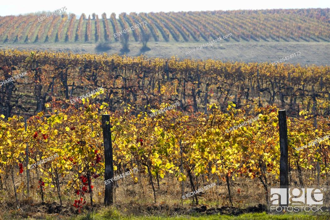 Stock Photo: vineyard near the city Eger, northern Hungary.