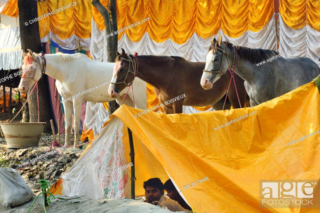 India, Bihar, Patna region, Sonepur livestock fair, Horse market, Stock  Photo, Picture And Rights Managed Image. Pic. V58-2073988 | agefotostock