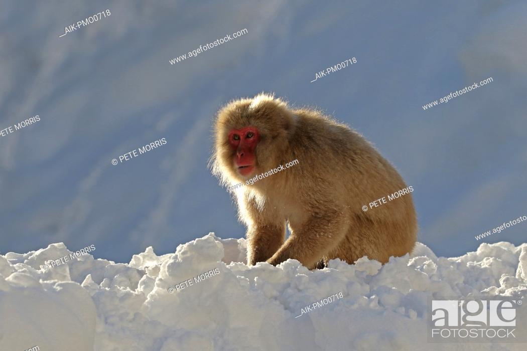Stock Photo: Japanese macaque or Snow Monkey (Macaca fuscata) in the snow.