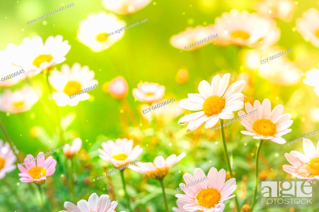 Stock Photo: Bright summer background with white daisies. Spring or summer nature scene with blooming white daisies in sun glare. Soft focus.