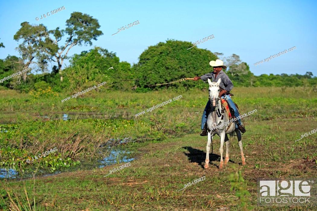 Stock Photo: Pantanal Cowboy, Pantaneiro, Horse, Pantaneiro Horse, Pantanal, Brazil, riding, driving, lash on, horsewhip.