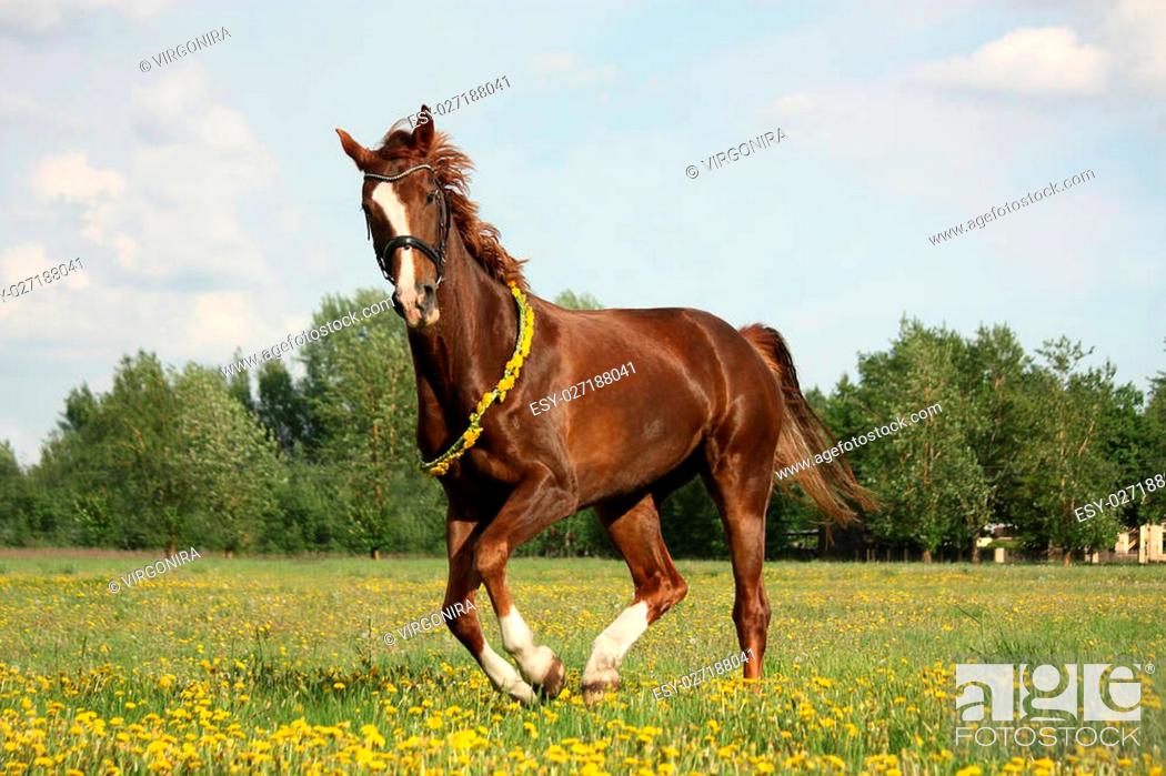 Imagen: Chestnut horse galloping at dandelion field with circlet.