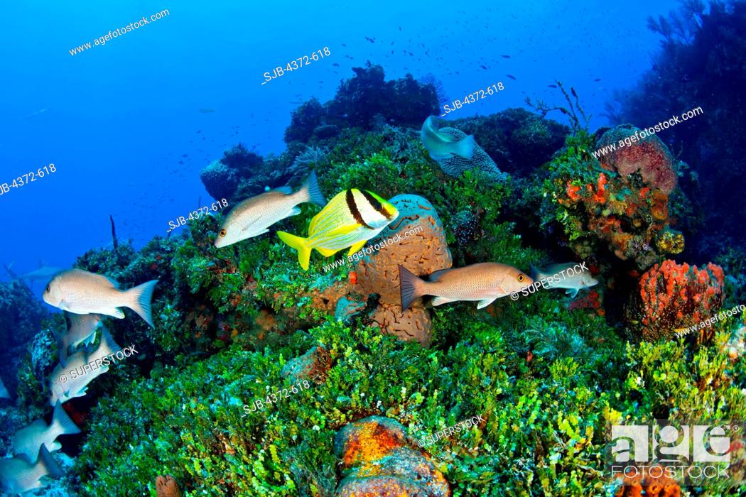 Stock Photo: Reef Life, with Porkfish and Mahogany Snappers.