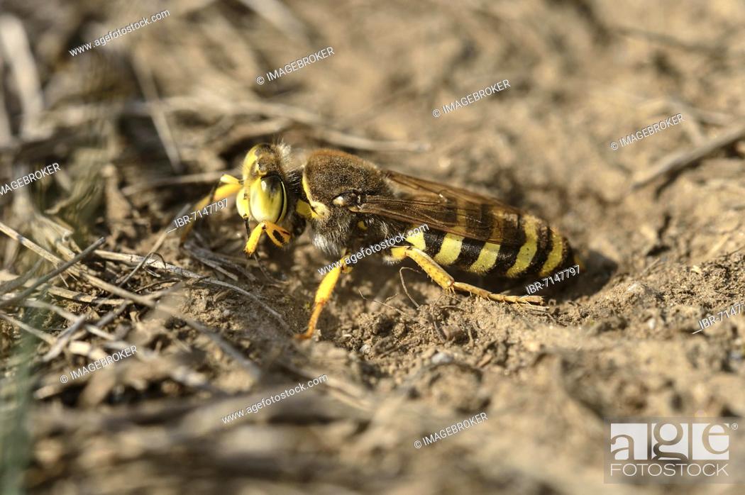 Stock Photo: Gyroscopic wasp (Bembix rostrata) digging a brood cell, Valais, Switzerland, Europe.