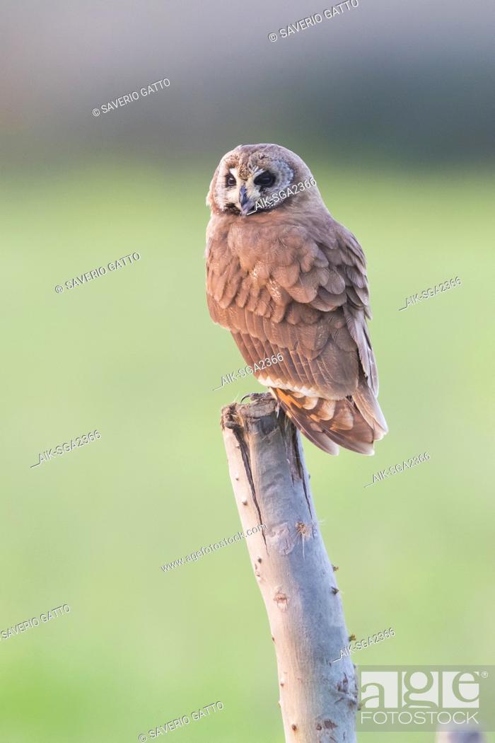 Stock Photo: Marsh Owl (Asio capensis tingitanus), adult perched on a post in Morocco.