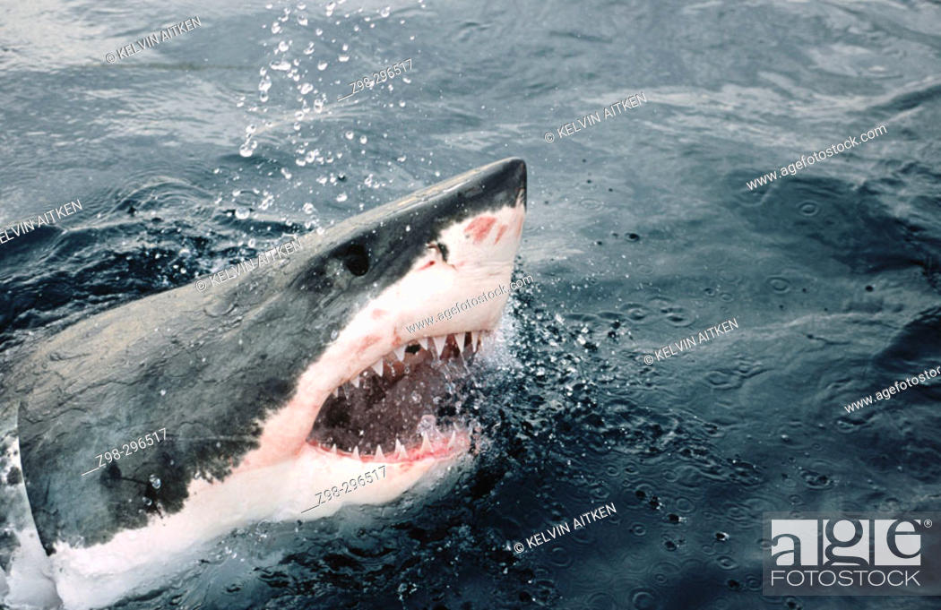 Stock Photo: Great white shark (Carcharodon carcharias) attacking at the surface. All oceans, temperate and tropical seas.