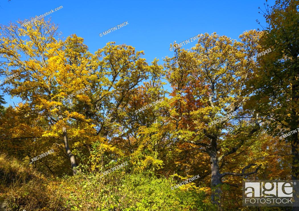 Photo de stock: Autumn in the forest of the Koeszeg mountains (Koeszegi Hegyseg) near Velem in the naturepark Geschriebenstein-Irottkoe. Europe, Eastern Europe, Hungary.
