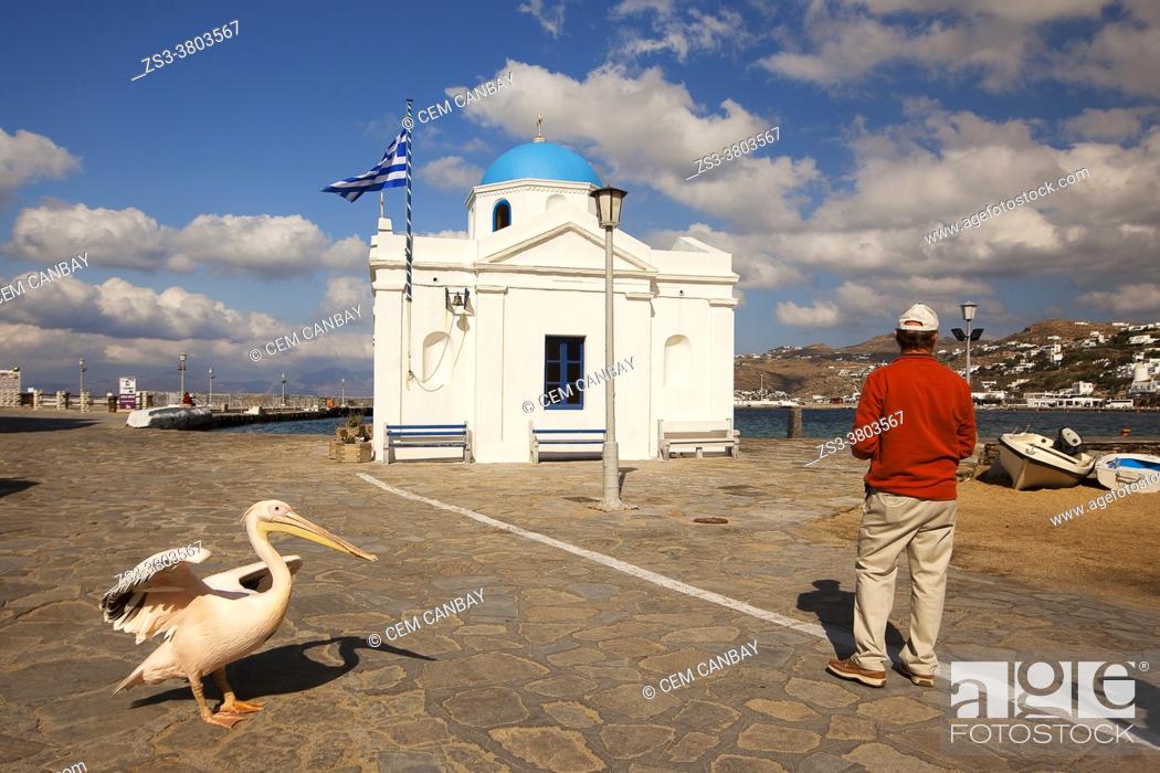 Imagen: Pelican the town mascot and a tourist in front of the blue domed church by the sea at the town center, Mykonos, Cyclades Islands, Greek Islands, Greece, Europe.