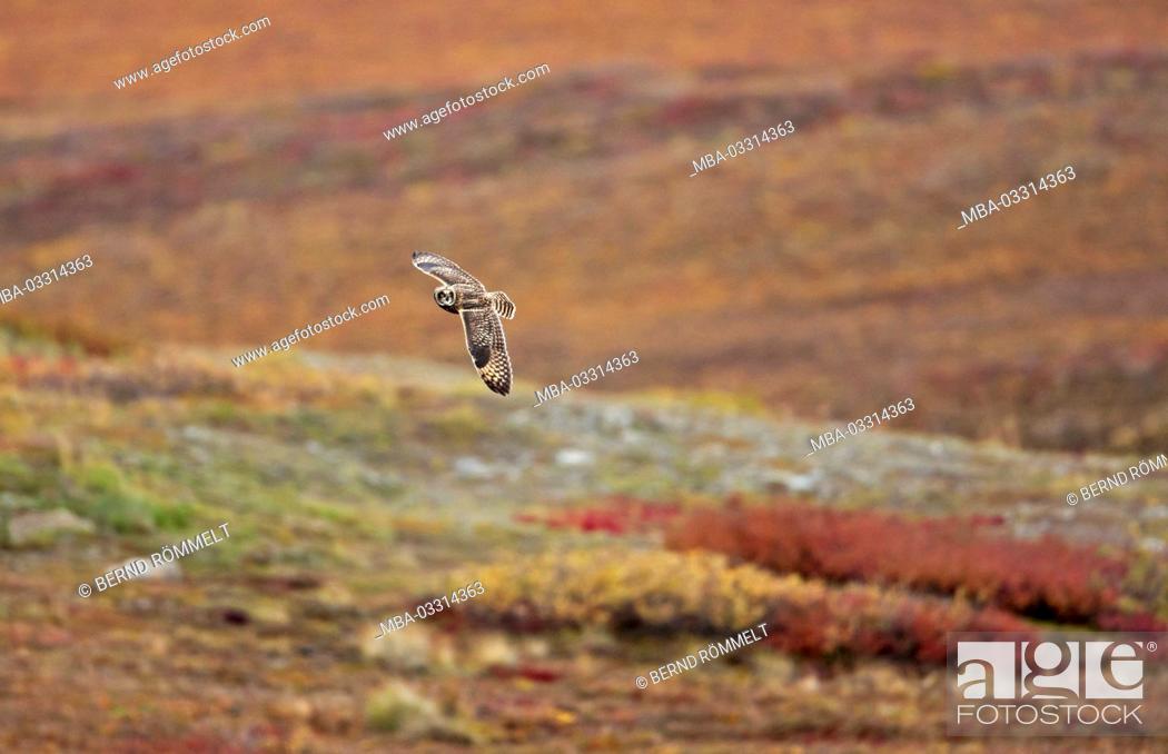 Stock Photo: North America, the USA, Alaska, Brooks Range, marsh ear owl, Asio flammeus,.