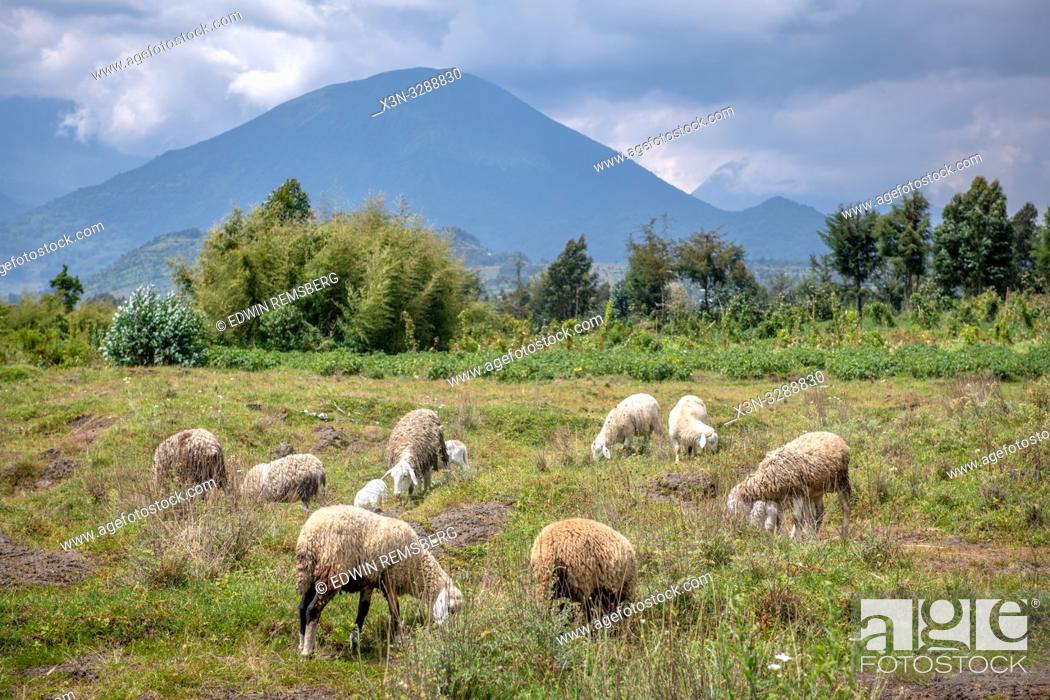 Stock Photo: Sheep grazing in open field with volcanic mountains in the distance , Kinigi, Rwanda.