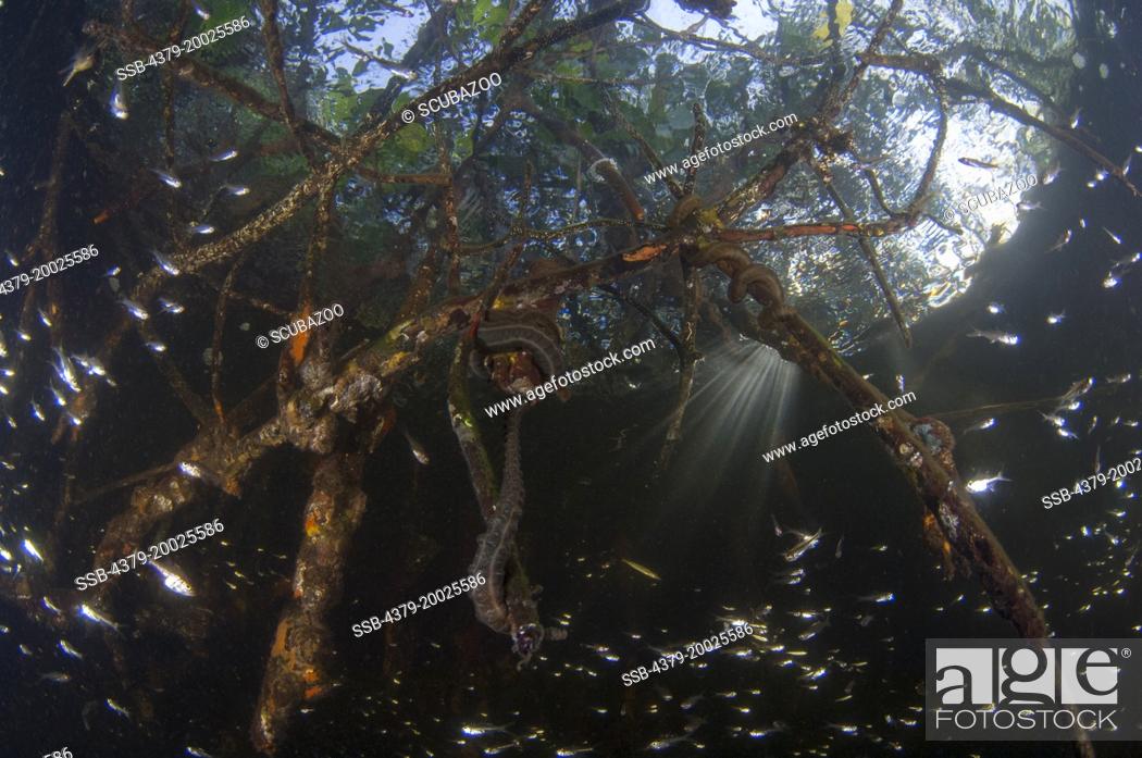 Stock Photo: Mangrove tree roots just below the surface, with trees and sunlight above, and Glassfish, Ambassis sp., next to the roots, Taliabu Island, Sula Islands.