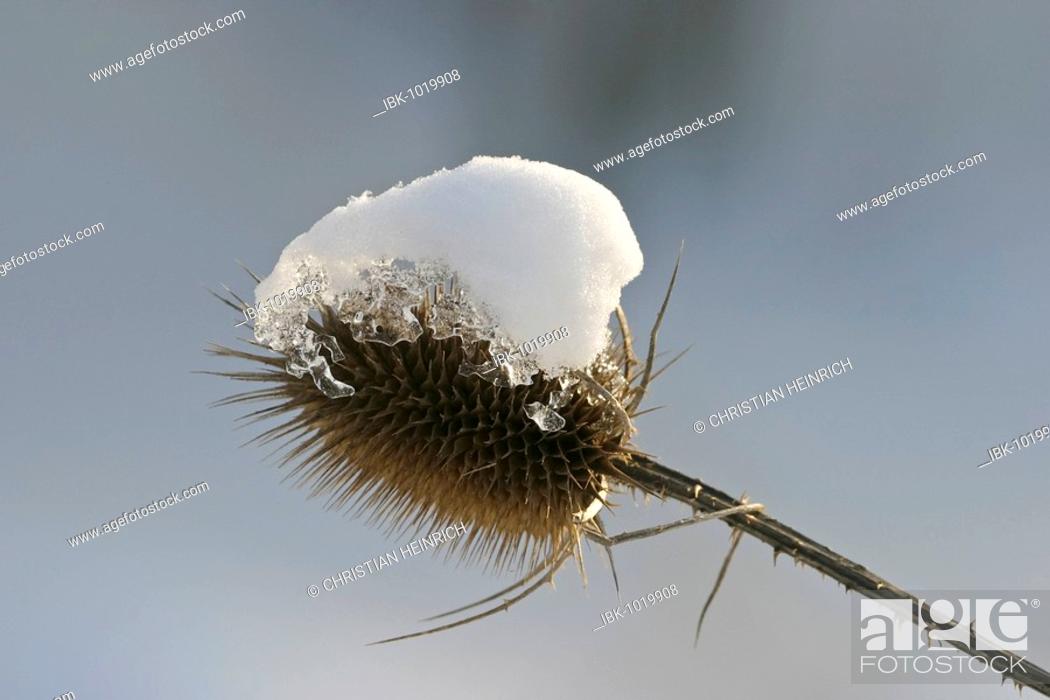 Stock Photo: Fuller's Teasel, Dipsacus (Dipsacus sativus) covered with snow.
