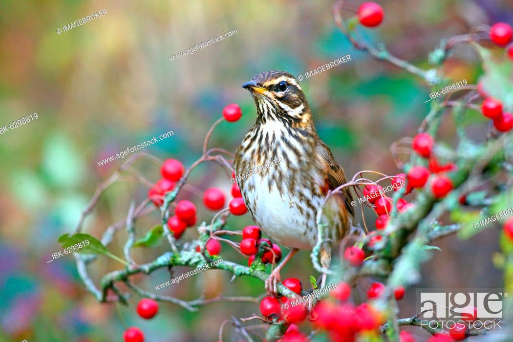 Stock Photo: Redwing (Turdus iliacus) with berries of hawthorn (Crataegus), Solms, Hesse, Germany, Europe.