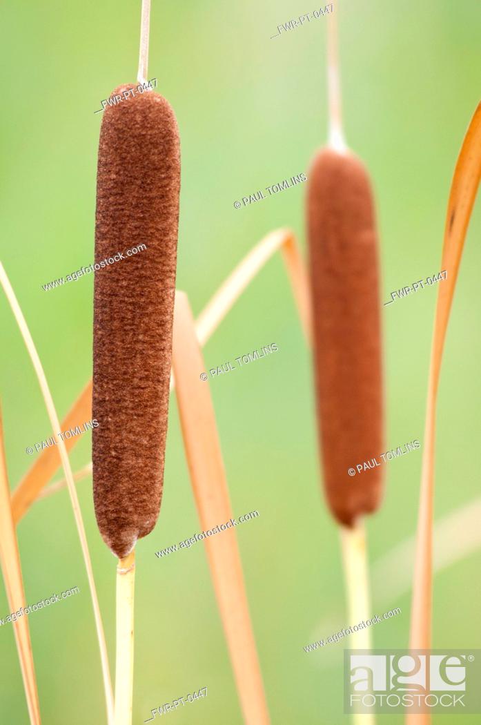 Stock Photo: Typha latifolia, Bulrush, Brown subject.