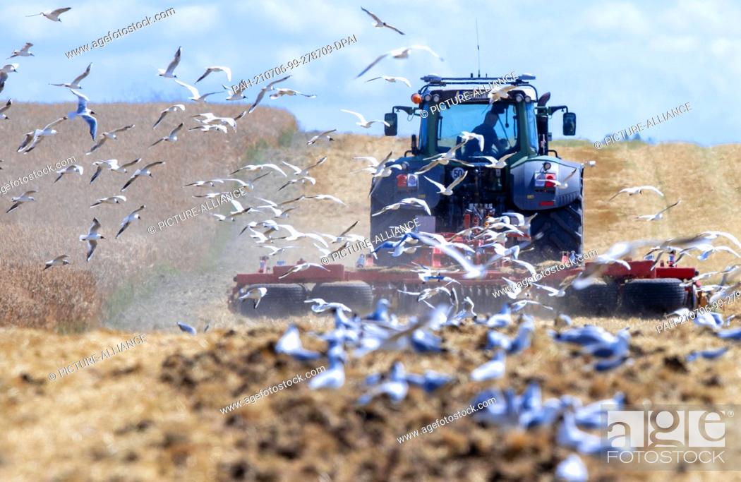 Stock Photo: 06 July 2021, Mecklenburg-Western Pomerania, Kirchdorf: A flock of seagulls follows a tractor harrowing a harvested field on the Baltic Sea island of Poel.